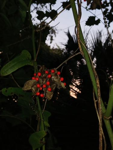 Abrus precatorius, photograph 4