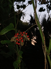 Abrus precatorius, photograph (c) xanderferret, some rights reserved (CC BY)