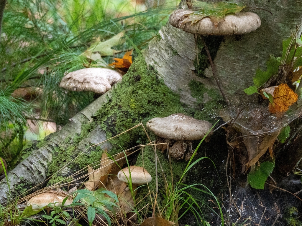 birch polypore · September 2026 · photo: Photo: (c) Russell Parsons, some rights reserved (CC BY) · iNaturalist