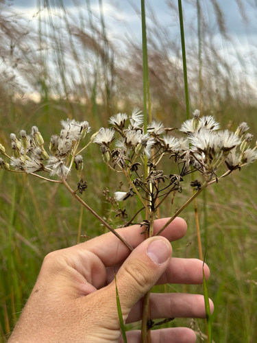 prairie Indian plantain