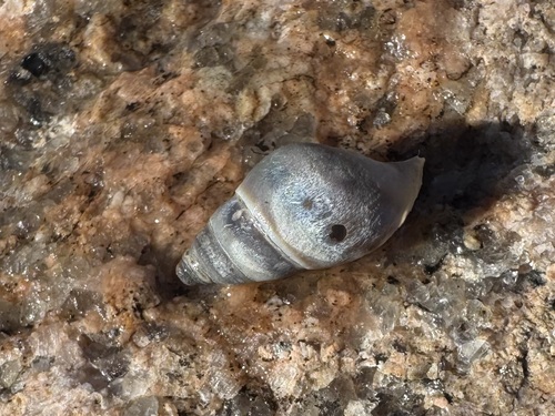 Goniobasis livescens, 2026-09-04