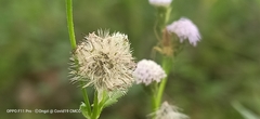 Praxelis clematidea
