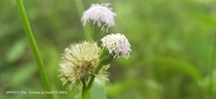 Praxelis clematidea