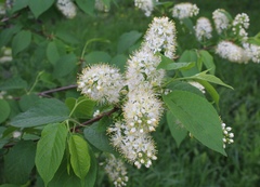 Prunus maackii