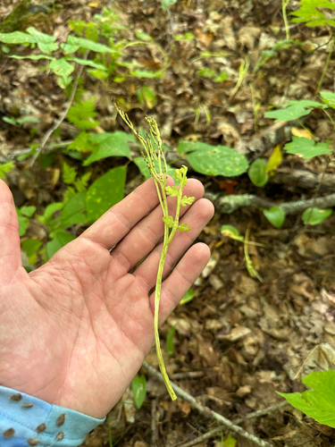 Botrychium matricariifolium, 2026-09-01