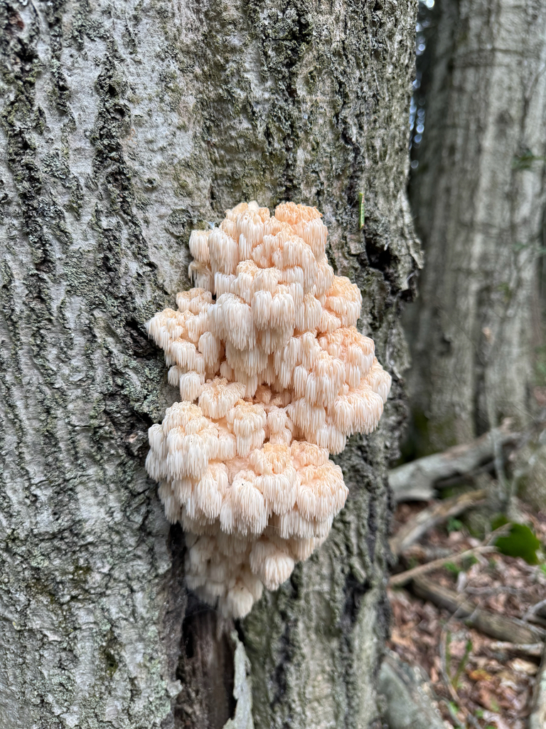 Bear's Head Tooth · September 2026 · photo: Photo: (c) Michele Wiseman, some rights reserved (CC BY) · iNaturalist