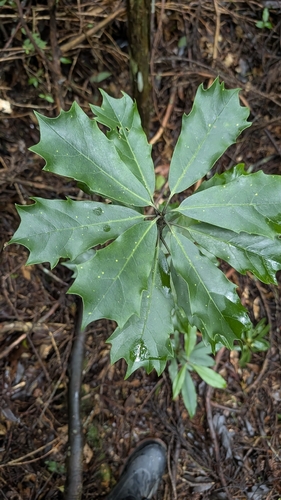Aucuba chinensis observed 2026-09-05