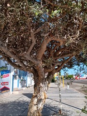 Magnoliopsida