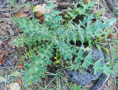 Cirsium occidentale