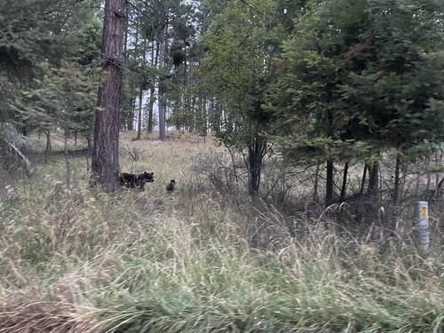 American Black Bear