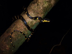 Boiga melanota