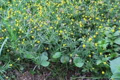 Ranunculus circinatifrons