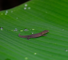 Sphaerodactylus argivus