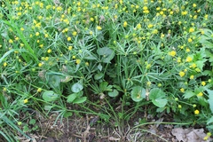 Ranunculus circinatifrons