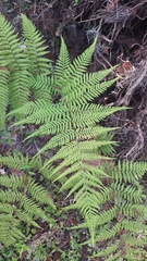 Macrothelypteris torresiana