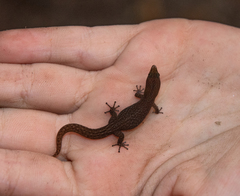 Sphaerodactylus argivus