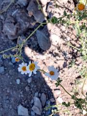 Perityle crassifolia robusta
