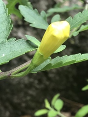 Aureolaria grandiflora