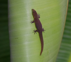 Sphaerodactylus argivus