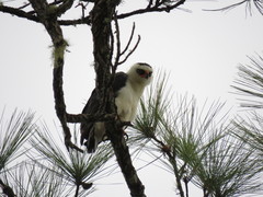 Spizaetus melanoleucus