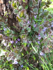 Glechoma hederacea