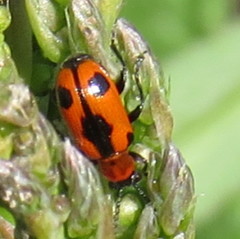 Crioceris quinquepunctata