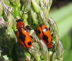 Crioceris quinquepunctata