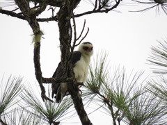 Spizaetus melanoleucus