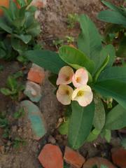 Euphorbia milii