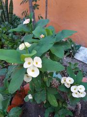 Euphorbia milii