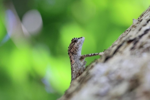 Painted-lip Lizard