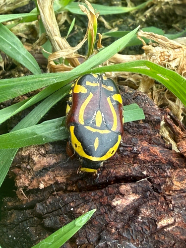 Fiddler Beetle