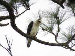 Spizaetus melanoleucus