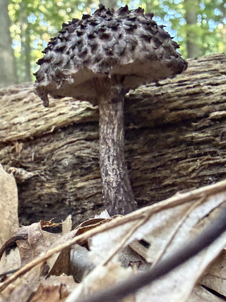 Old-man-of-the-woods · September 2026 · photo: Photo: (c) gwt2102, some rights reserved (CC BY) · iNaturalist