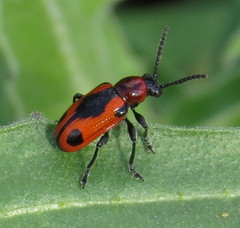 Crioceris quinquepunctata