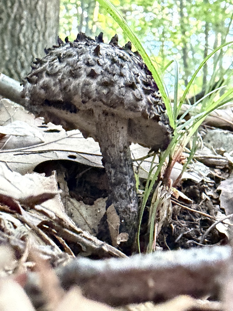 Old-man-of-the-woods · September 2026 · photo: Photo: (c) gwt2102, some rights reserved (CC BY) · iNaturalist