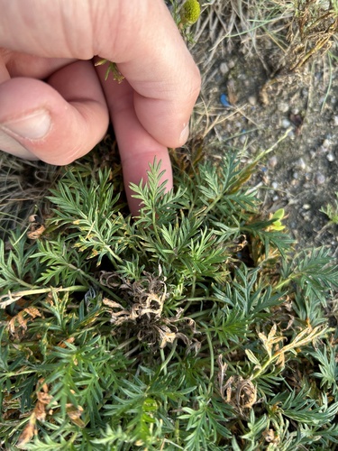 Two-world cinquefoil