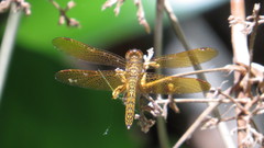 Perithemis icteroptera