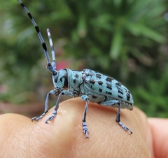 Anoplophora bowringii