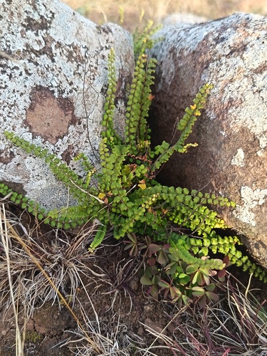 Cheilanthes micropteris