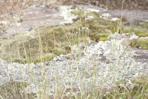Aristida dichotoma, 2026-09-04