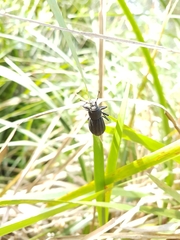 Talaurinus impressicollis