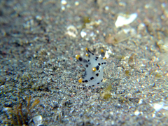 Thecacera