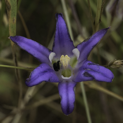 Brodiaea elegans