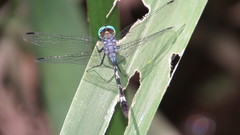 Micrathyria hypodidyma