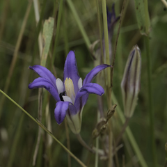 Brodiaea elegans