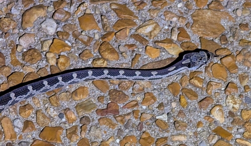 Central Ratsnake
