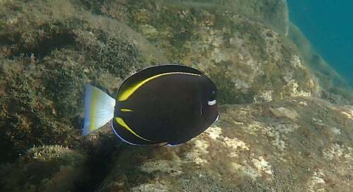 Whitecheek Surgeonfish (Acanthurus nigricans)