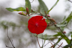 Ipomoea cavalcantei
