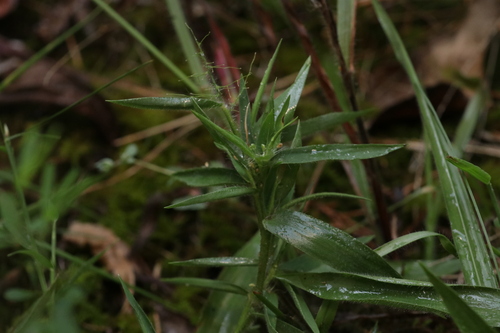 Dichanthelium lanuginosum, 2026-09-04
